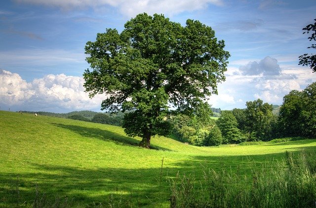 Oak Tree in Green Field